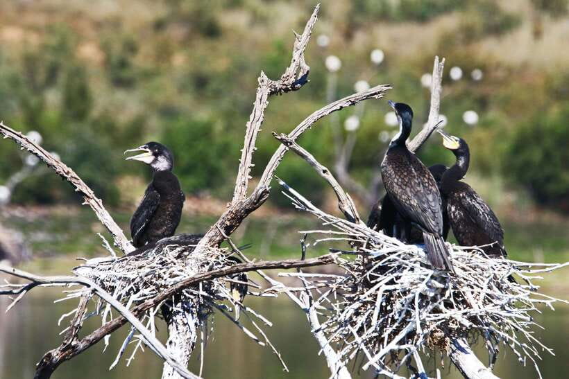 Yala National Park Safari Tours : Half Day & Full Day - Inside the safari jeep: comfort, dust, and rough roads