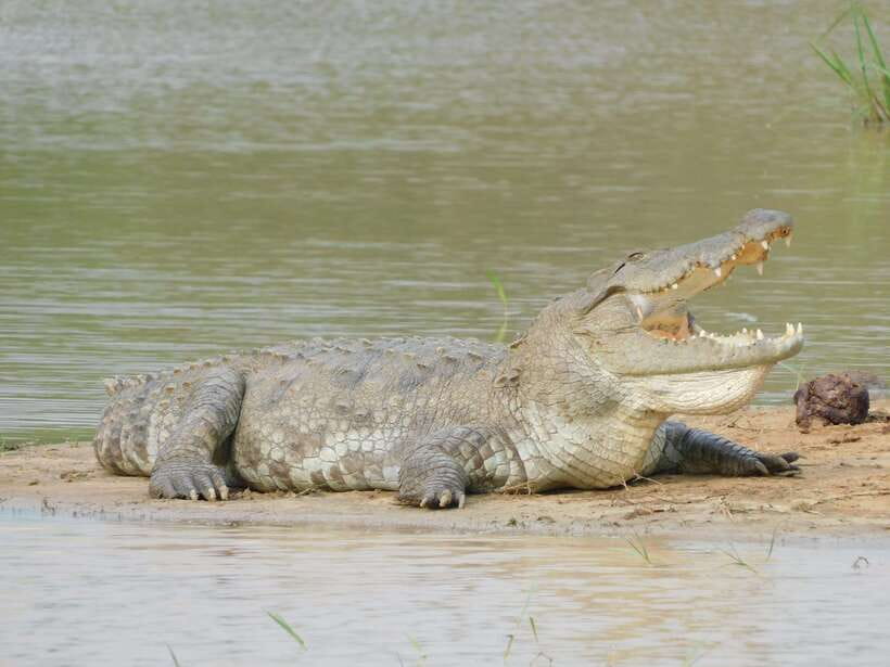 Yala National Park Safari Tours : Half Day & Full Day - The guides are the real value