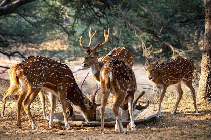 Yala National Park Safari Tours : Half Day & Full Day - Wildlife sightings: exciting, but never guaranteed