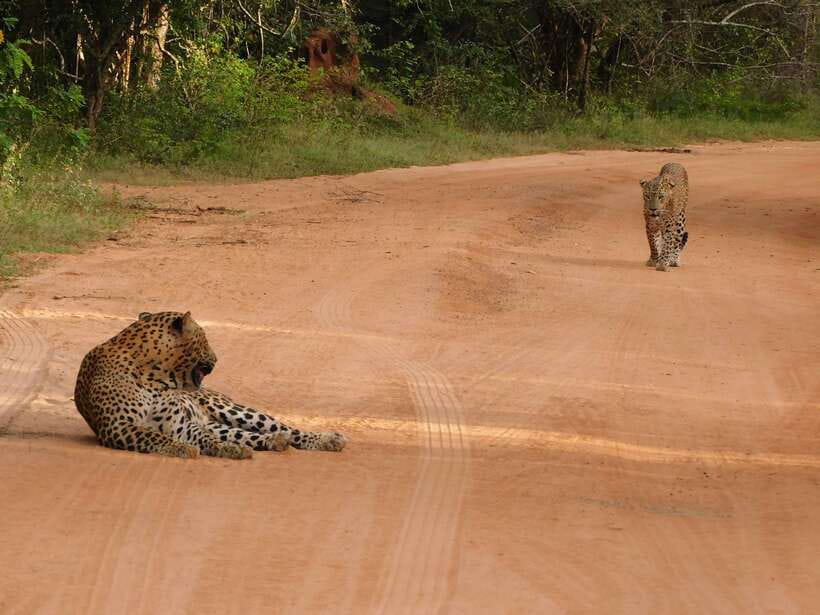 Yala National Park Safari Tours: Morning/Evening/Full Day - Is $25 good value for a Yala safari?