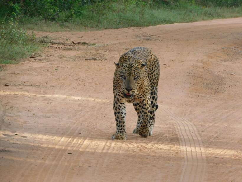 Yala National Park Safari Tours: Morning/Evening/Full Day - Why Yala is worth your time