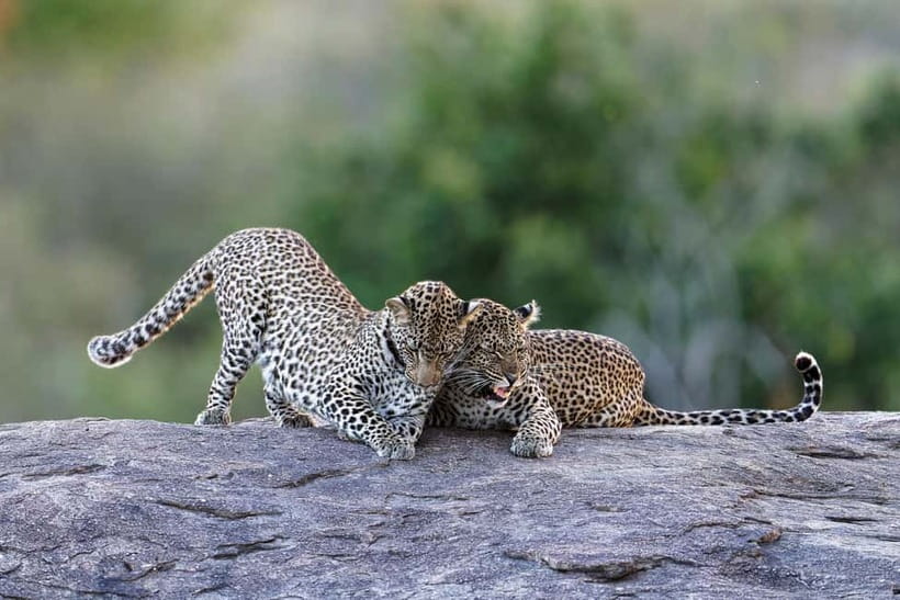 Yala National Park Safari Tours: Morning/Evening/Full Day - The 12-hour full-day safari and its useful midday break