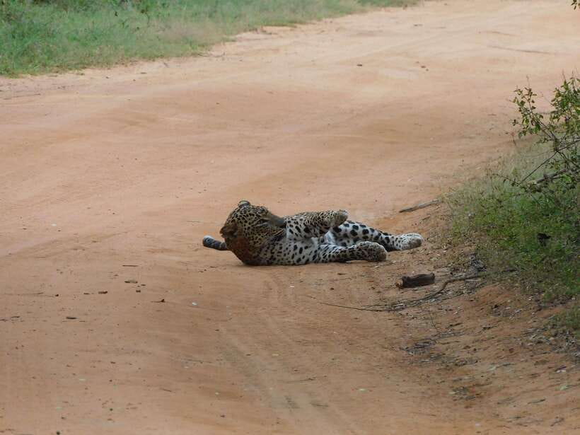 Yala National Park Safari Tours: Morning/Evening/Full Day - Pickup from Tissamaharama, Kataragama, and nearby towns
