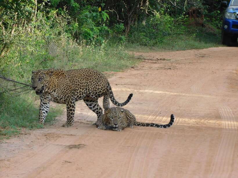 Yala National Park Safari Tours: Morning/Evening/Full Day - What the driver-guide adds to the safari