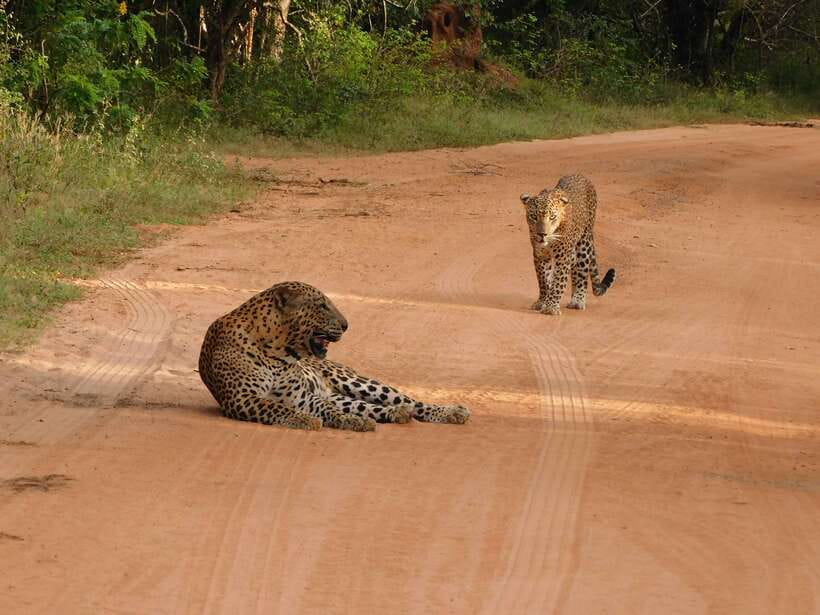Yala National Park Safari Tours: Morning/Evening/Full Day - Searching for leopards without losing the rest of Yala