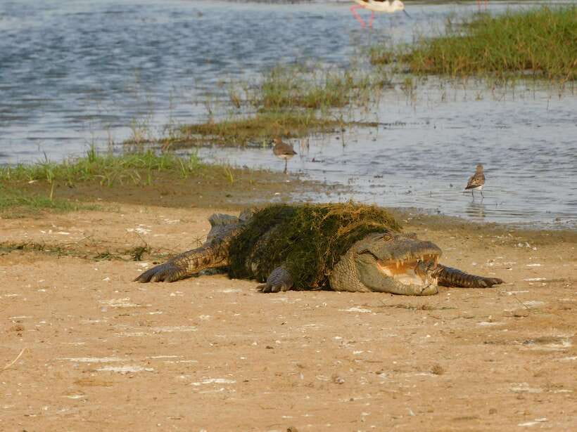 Yala National Park Safari Tours: Morning/Evening/Full Day - Elephants, crocodiles, birds, and the wider wildlife list