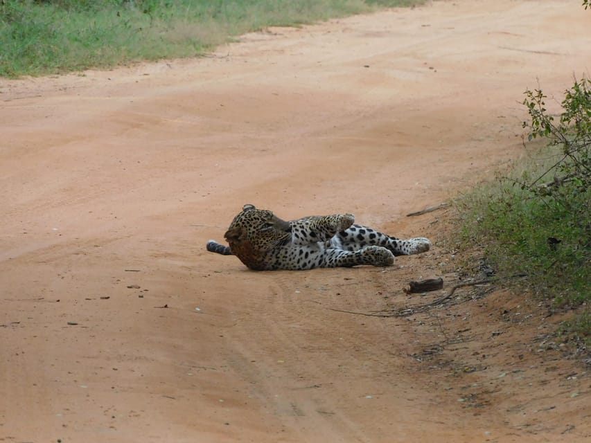 Yala National Park Safari Tours: Morning/Evening/Full Day - Jeep comfort, food, drinks, and what to bring