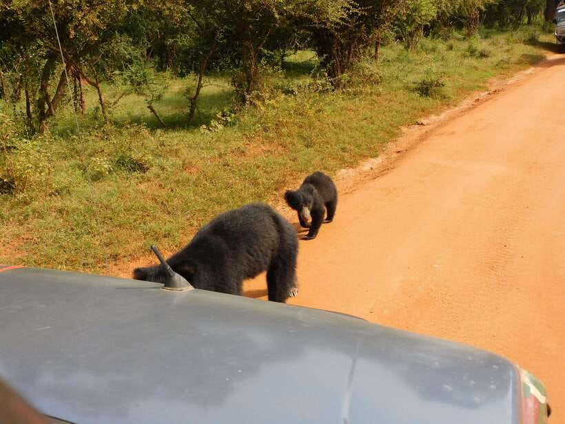 Yala National Park Safari Tours: Morning/Evening/Full Day - Choosing between the 7-hour morning and 5-hour evening safaris