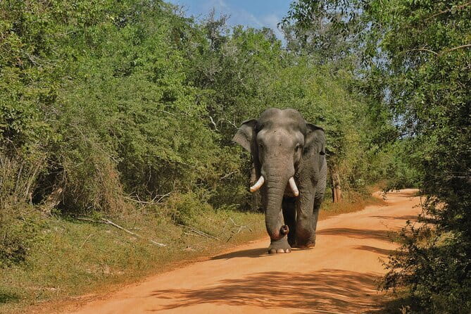 Yala National Park special Half-Day & Full-Day Safari Adventure - Why Yala is worth the early alarm