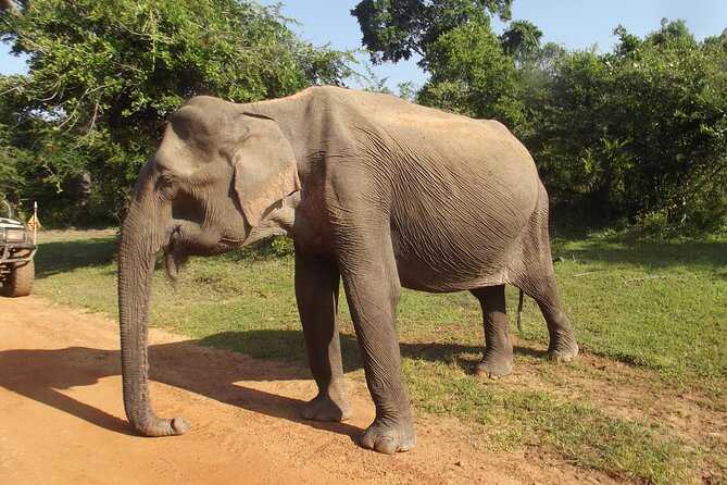 Yala National Park Special Leopard Safari Tour - Why the early Yala start matters