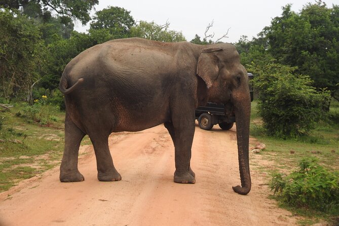 Yala National Park Special Leopard Safari Tour - Five hours inside Yala National Park