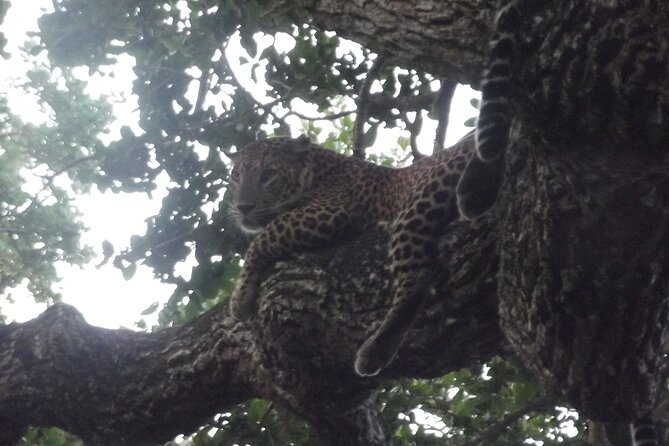 Yala National Park Special Leopard Safari Tour - The jeep, group size, and comfort