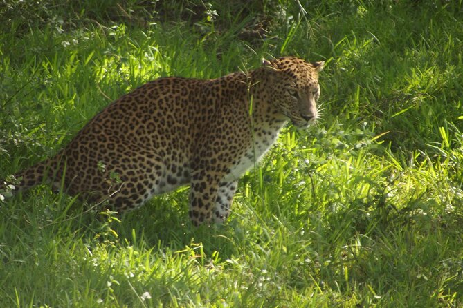 Yala National Park Special Leopard Safari Tour - Breakfast, water, and what is not included