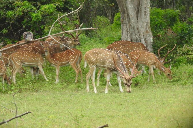 Yala National Park Special Leopard Safari Tour - Hotel pickup from Tissamaharama or Yala