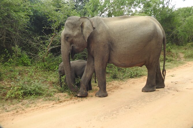 Yala National Park Special Leopard Safari Tour - How the safari unfolds