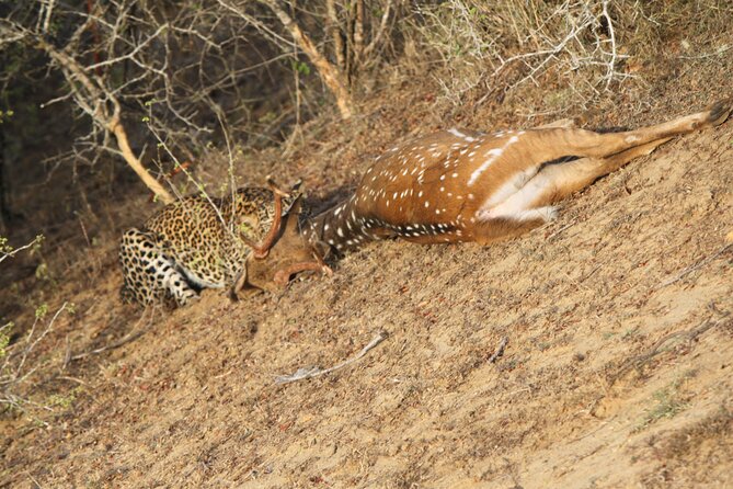 Yala National Park Special Leopard Safari Tour - Following leopard country with Ish or your assigned driver