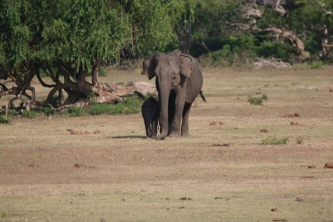 Yala National Park Tour From Hambantota Port - What the Seven-Hour Itinerary Really Feels Like