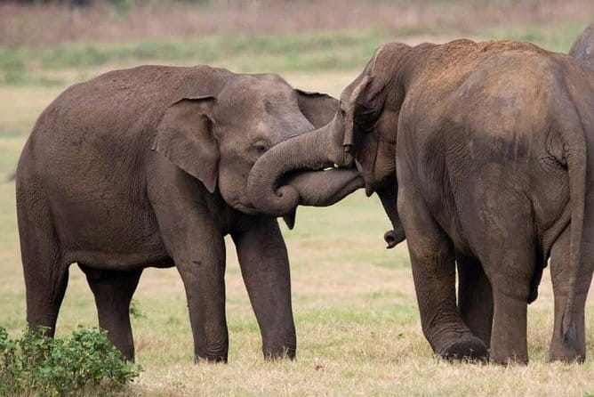 Yala National Park Tour From Hambantota Port - The Best and Hardest Parts of the Scenery