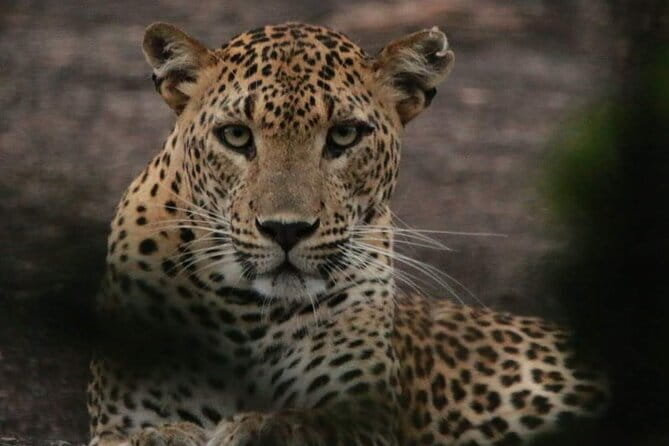 Yala National Park Tour From Hambantota Port - Finding Leopards, Elephants, and Sloth Bears