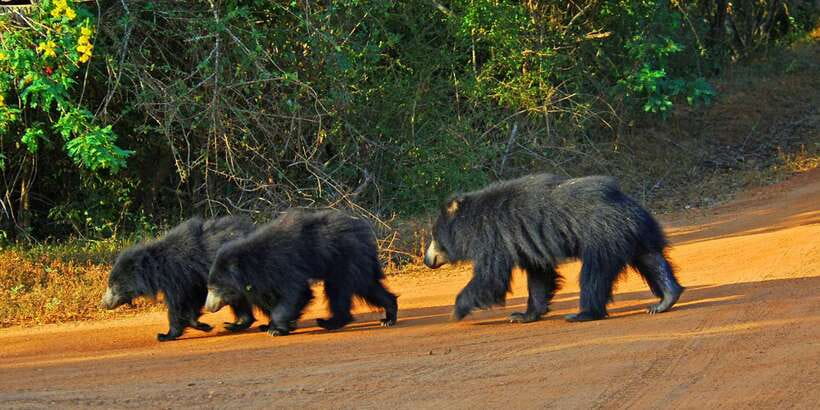 Yala: Private Safari Day Trip with Lunch & Entry Fees - What the Yala day really offers
