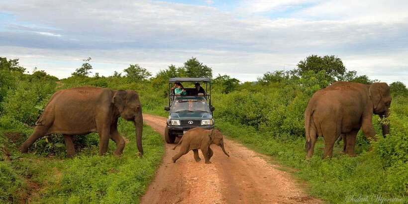 Yala: Private Safari Day Trip with Lunch & Entry Fees - Early pickup and the road to Yala