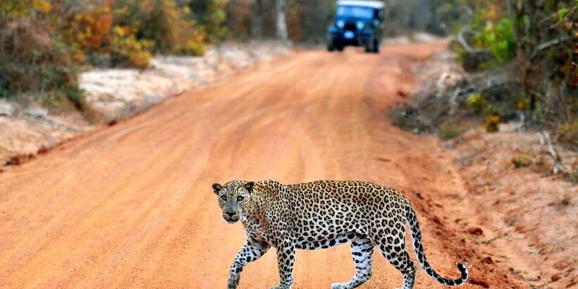 Yala: Private Safari Day Trip with Lunch & Entry Fees - Guides who make the difference