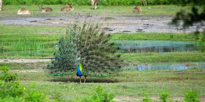 Yala: Private Safari Day Trip with Lunch & Entry Fees - Lunch after the wildlife drive