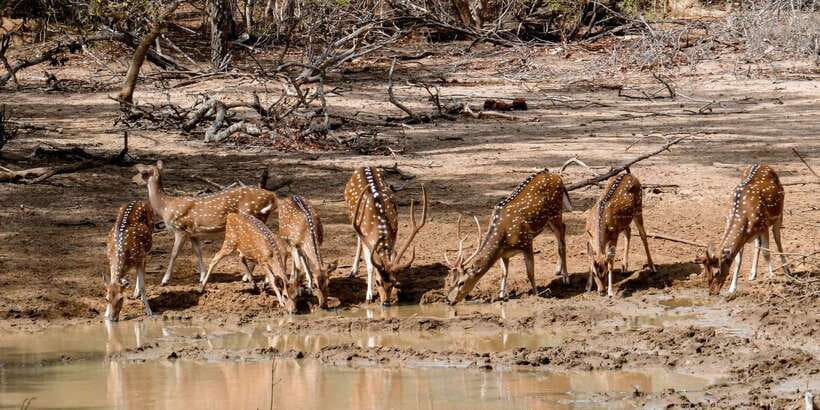 Yala: Private Safari Day Trip with Lunch & Entry Fees - Practical booking advice before you go