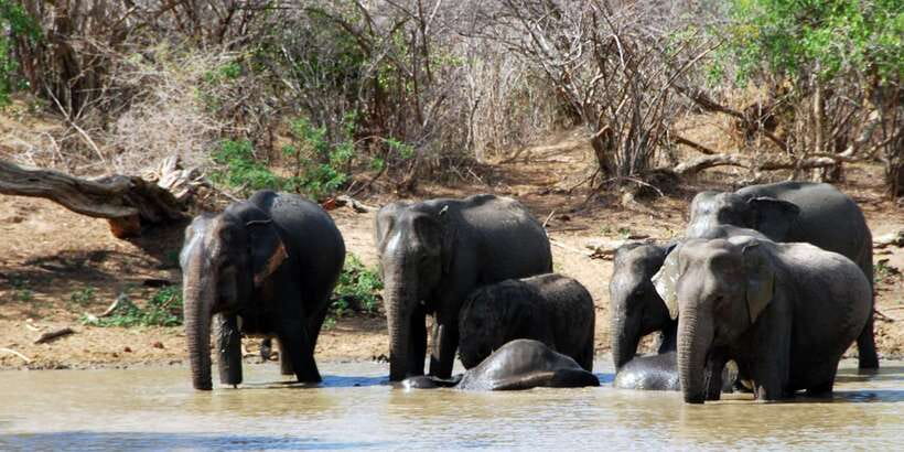 Yala: Private Safari Day Trip with Lunch & Entry Fees - Four hours inside Yala National Park