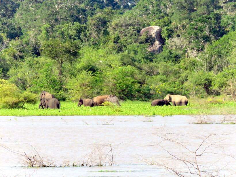 Yala Safari : 7 hour & 12 hour Tours - Should you book the Yala safari?