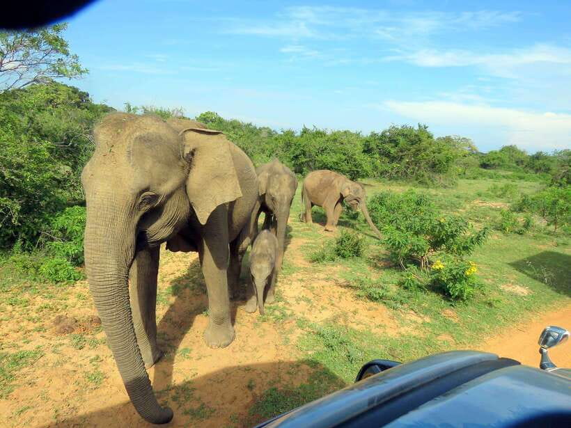 Yala Safari : 7 hour & 12 hour Tours - Breakfast, lunch, and what to pack
