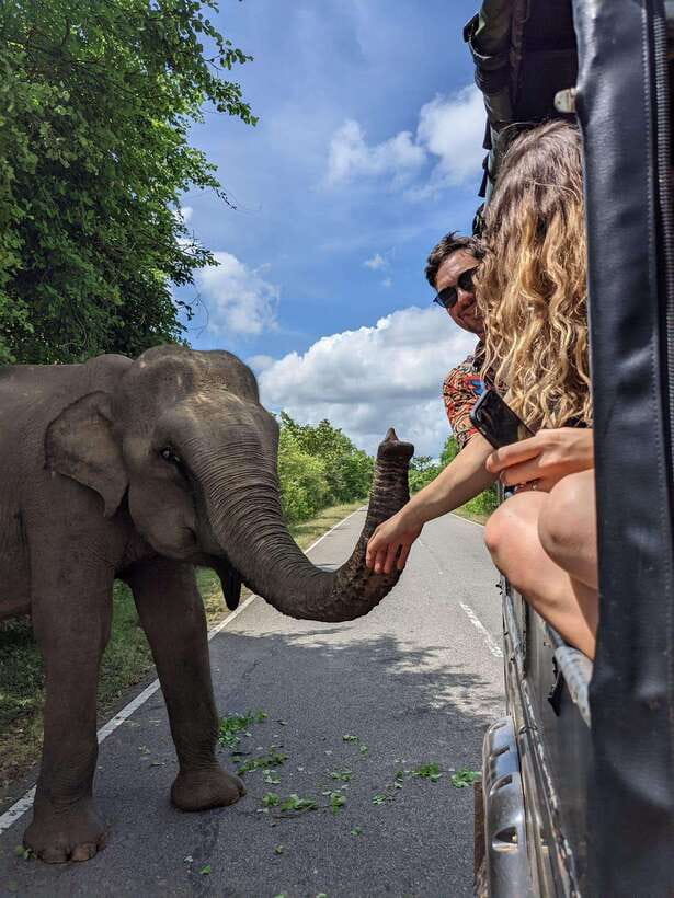 Yala Safari : 7 hour & 12 hour Tours - What the $19 price really covers