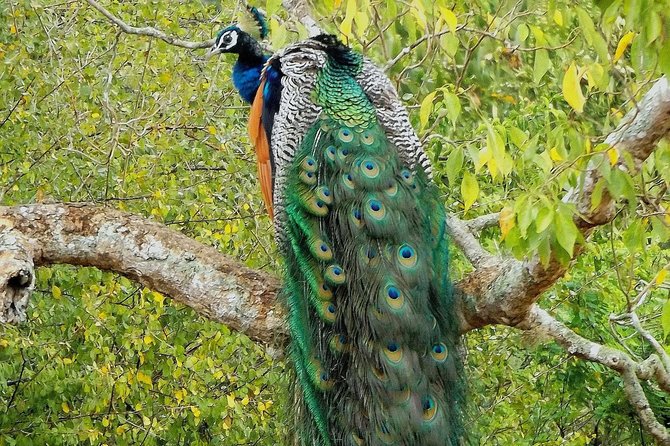 Yala Safari by Yala Safari Wonders - Pickup, Meeting Point, and Private Transport
