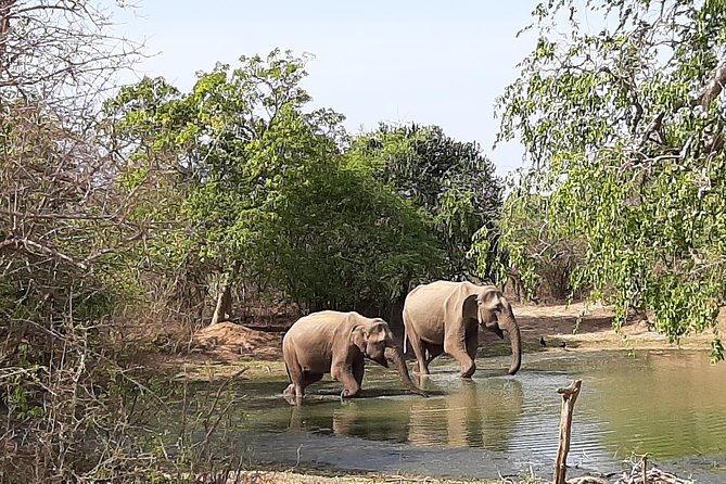 Yala Safari by Yala Safari Wonders - Communication Before You Go