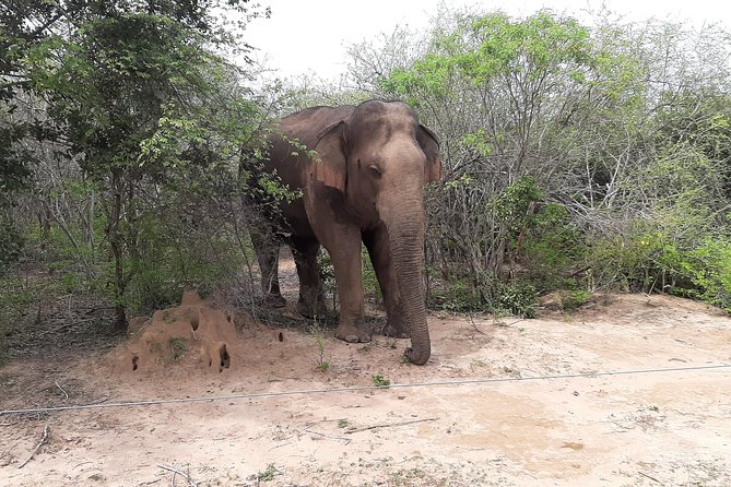 Yala Safari by Yala Safari Wonders - Who Will Like This Safari Most