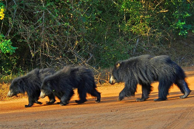 Yala Safari Day Trip from Bentota/ Kalutara/ Ahungalla/ Hikkaduwa - Why Yala makes this a very long day