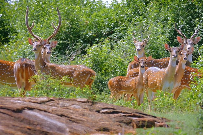 Yala Safari Day Trip from Bentota/ Kalutara/ Ahungalla/ Hikkaduwa - The 9:30am afternoon option