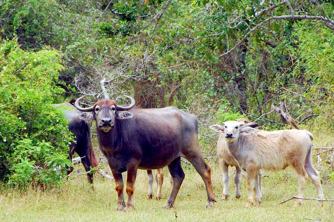 Yala Safari Day Trip from Bentota/ Kalutara/ Ahungalla/ Hikkaduwa - What happens inside Yala National Park