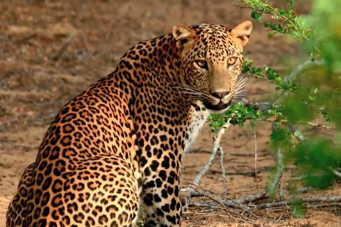 Yala Safari Day Trip from Bentota/ Kalutara/ Ahungalla/ Hikkaduwa - The private vehicle is a real advantage