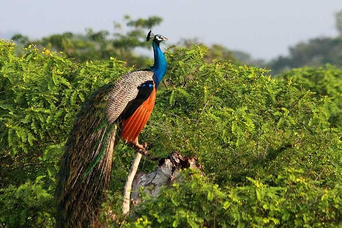 Yala Safari from Hambantota Port by BTM - Private & All Inclusive - What you may see beyond the leopard