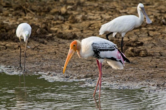 Yala Safari from Hambantota Port by BTM - Private & All Inclusive - Half-day, dawn, afternoon, or full-day?