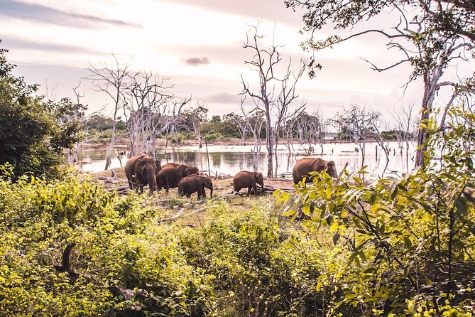 Yala Safari from Hambantota Port by BTM - Private & All Inclusive - Who should book this Yala safari?