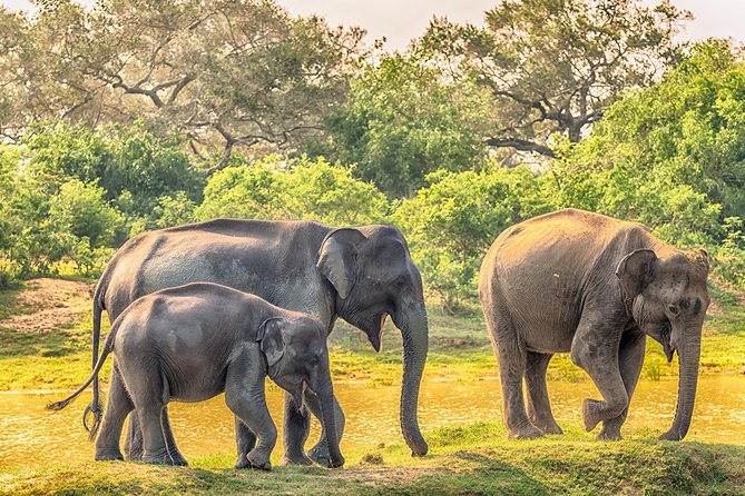 Yala Safari from Hambantota Port by BTM - Private & All Inclusive - Leaving the ship and crossing rural Sri Lanka