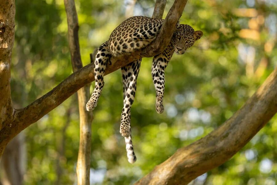 Yala Safari: High-Luxury PRIVATE Tours with Entry Tickets - Six Hours Inside Yala National Park