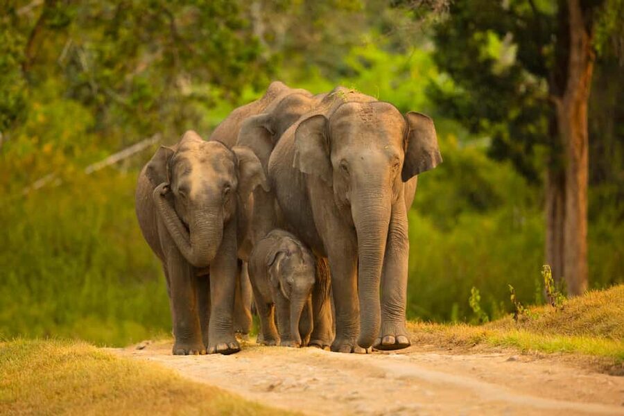 Yala Safari: High-Luxury PRIVATE Tours with Entry Tickets - Leopard Sightings Without False Promises