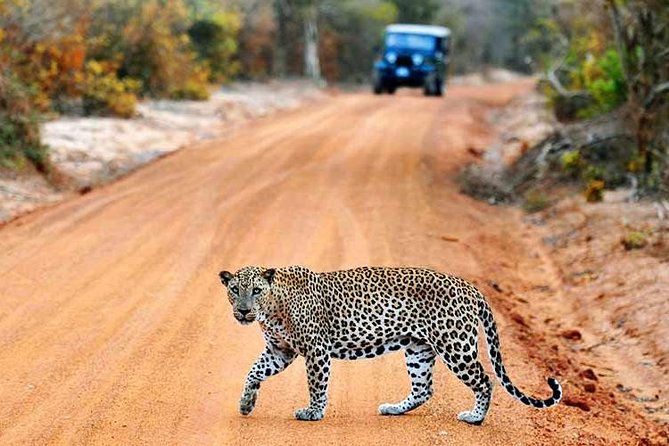 Yala Safari Private Day Trip with Return Transport -All Inclusive - Four hours inside Yala National Park