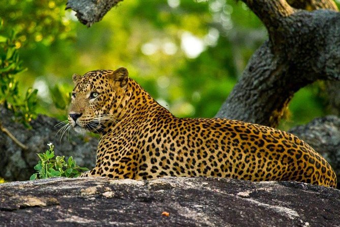 Yala Safari Private Day Trip with Return Transport -All Inclusive - The guide can shape the whole safari