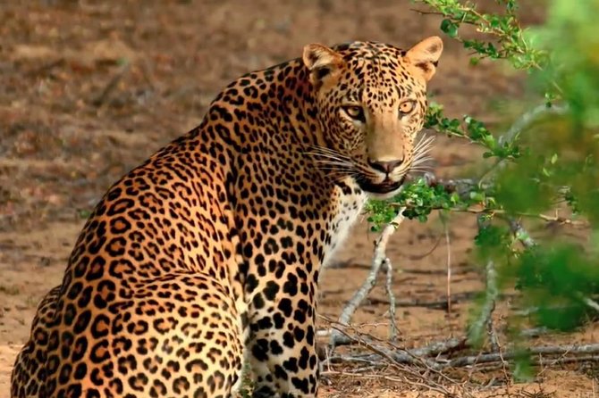 Yala Safari Private Day Trip with Return Transport -All Inclusive - The road from your hotel to Yala