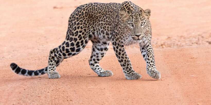 Yala Safari Tour from Hambantota Port area (Shore Excursion) - Key points to know before you book