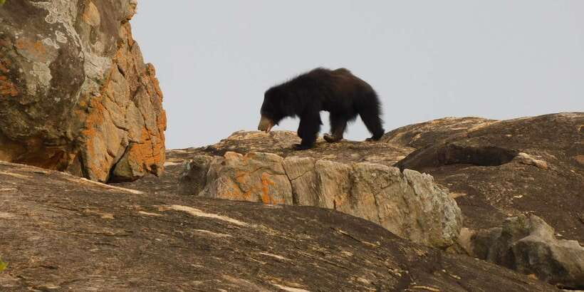 Yala Safari Tour from Hambantota Port area (Shore Excursion) - Five hours in a safari jeep